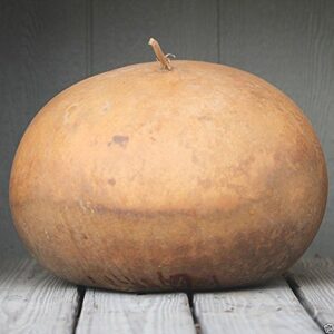 bushel basket gourd seeds,fruit up to 100 lb,make large baskets and decorations.(25 seeds)