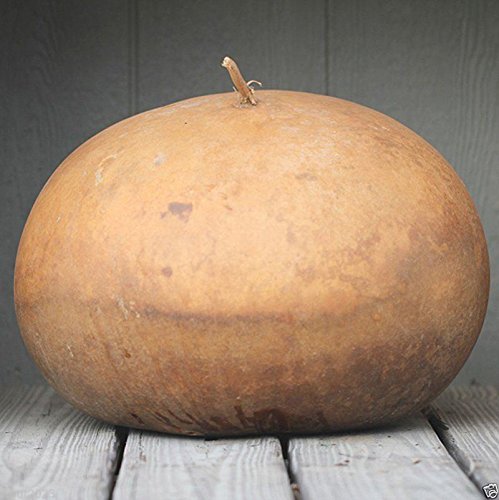 Bushel Basket Gourd Seeds,Fruit up to 100 lb,Make large baskets and decorations.(25 Seeds)