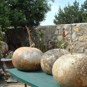 Bushel Basket Gourd Seeds,Fruit up to 100 lb,Make large baskets and decorations.(25 Seeds)