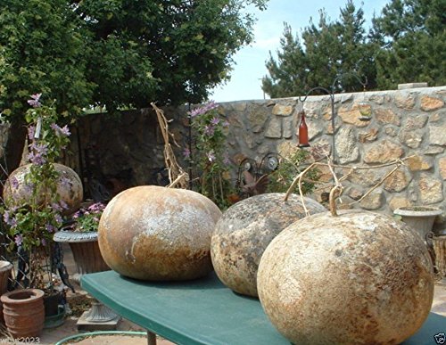 Bushel Basket Gourd Seeds,Fruit up to 100 lb,Make large baskets and decorations.(25 Seeds)