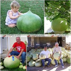 Bushel Basket Gourd Seeds,Fruit up to 100 lb,Make large baskets and decorations.(25 Seeds)