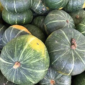 20 JAPANESE GREEN PUMPKIN SEEDS - Kabocha - Open pollinated, heirloom