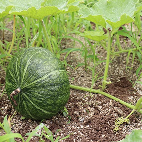 20 JAPANESE GREEN PUMPKIN SEEDS - Kabocha - Open pollinated, heirloom