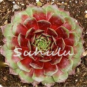 200 Pcs Sale!Hens and Chicks Succulent Mix Seeds (Sempervivum Hybridum) Bonsai Plant Flower Seeds for Home Garden