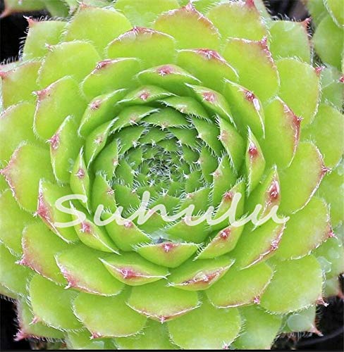 200 Pcs Sale!Hens and Chicks Succulent Mix Seeds (Sempervivum Hybridum) Bonsai Plant Flower Seeds for Home Garden