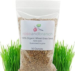 organic wheat grass seeds, cat grass seeds, 16 ounces- 100% organic non gmo - hard red wheat. harvested in the us. easy to grow green