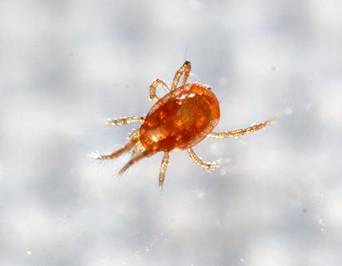 Nature's Good Guys 2,000 Live Adult Predatory Mites Packed in a 16 oz Container - P. persimilis a Predatory Mite Species for Spider Mite Control - Ships Next Business Day!