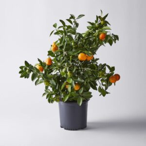 calamondin citrus plant no shipping to ca, az, or tx