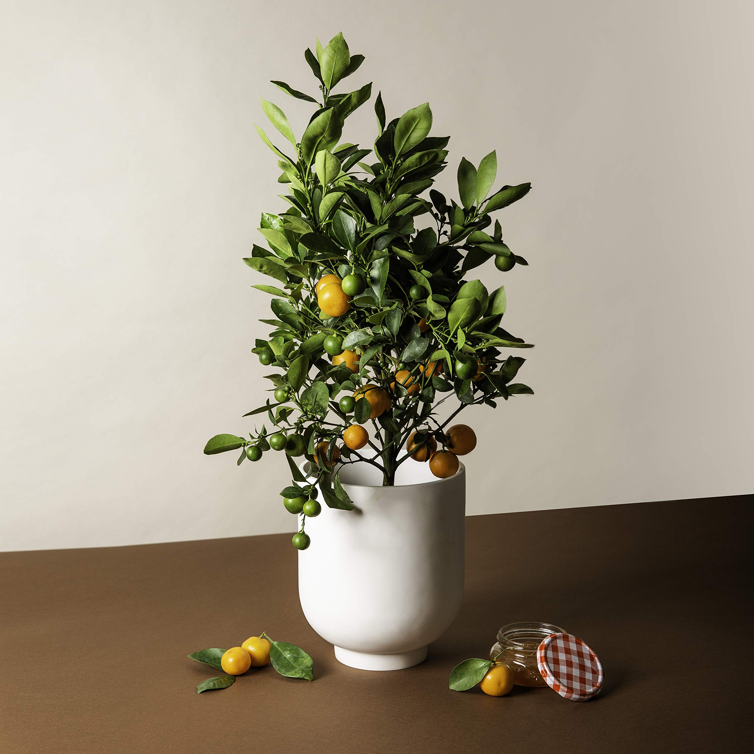 Calamondin Citrus Plant NO Shipping to CA, AZ, or TX