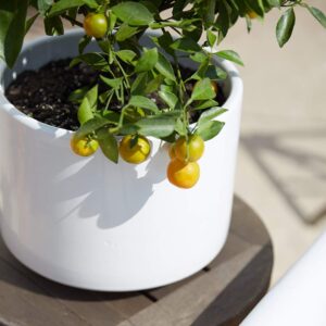 Calamondin Citrus Plant NO Shipping to CA, AZ, or TX