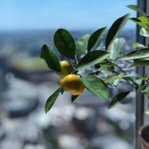 Calamondin Citrus Plant NO Shipping to CA, AZ, or TX