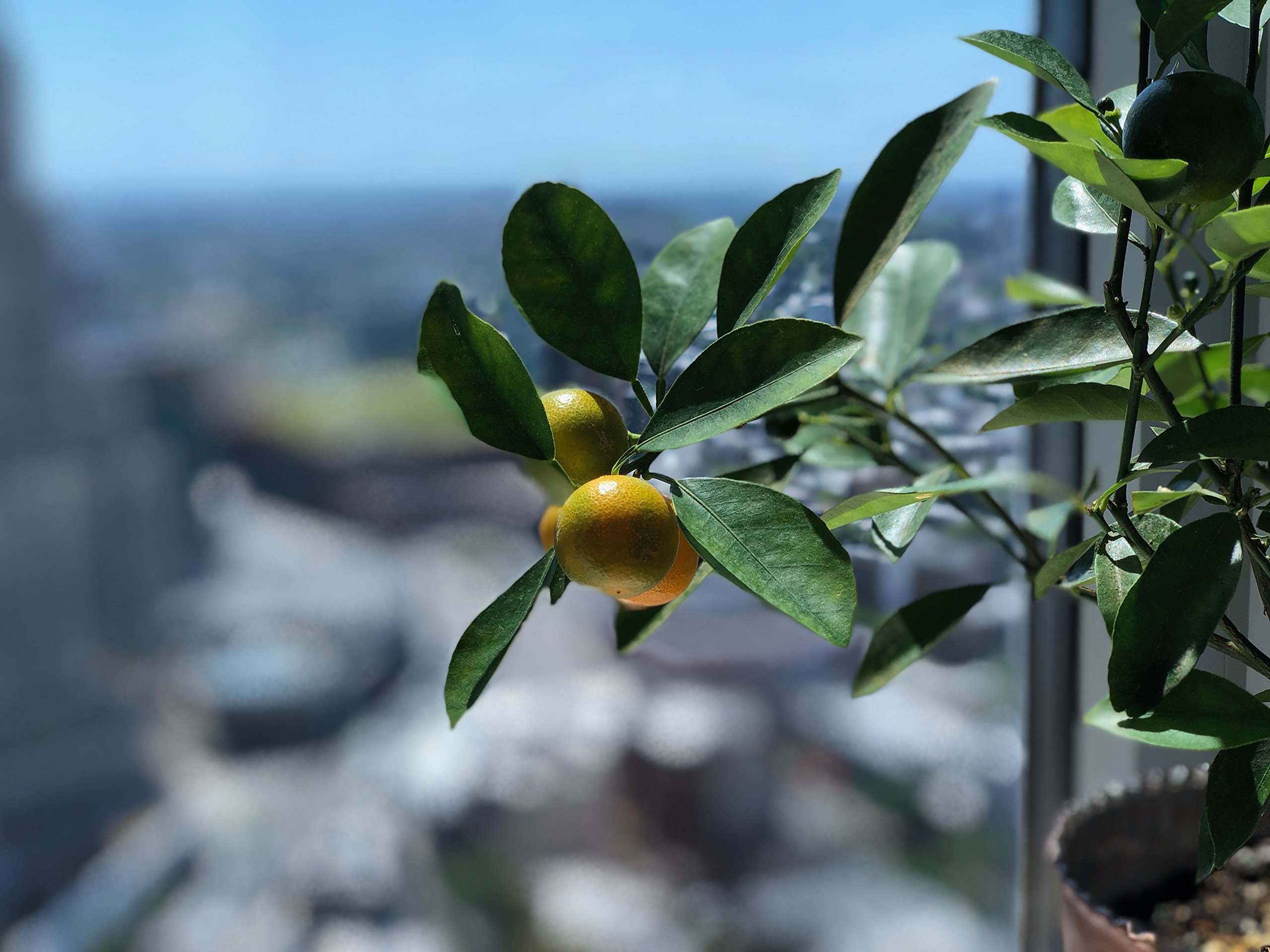 Calamondin Citrus Plant NO Shipping to CA, AZ, or TX