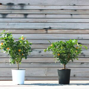 Calamondin Citrus Plant NO Shipping to CA, AZ, or TX