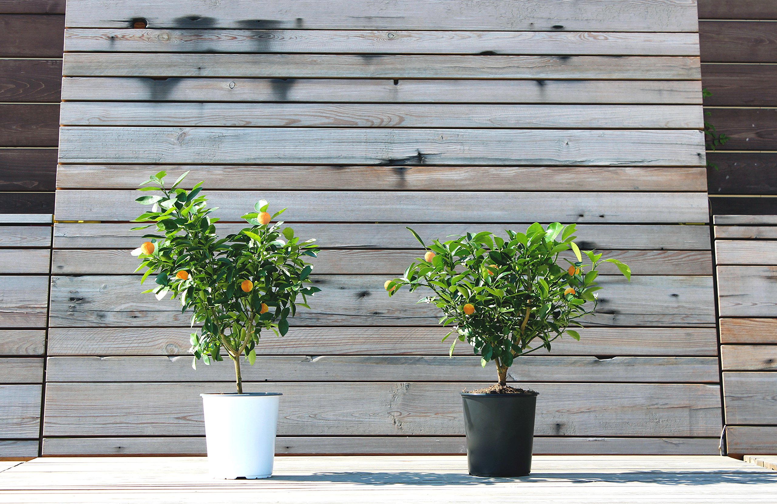 Calamondin Citrus Plant NO Shipping to CA, AZ, or TX