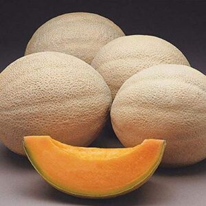 Athena F1 Cantaloupe Seeds - Very Sweet 5 to 7 lb. Melons (25 - Seeds)