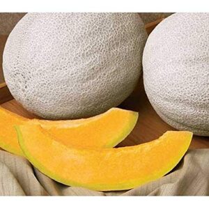 Athena F1 Cantaloupe Seeds - Very Sweet 5 to 7 lb. Melons (25 - Seeds)