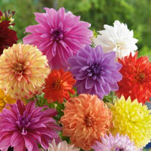 dinnerplate dahlia bulbs - mixed colors - 3 large tubers per package