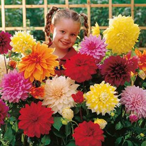 Dinnerplate Dahlia Bulbs - Mixed Colors - 3 Large Tubers Per Package