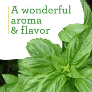 Bonnie Plants Sweet Basil Live Herb Plants - 4 Pack, Warm Season Annual, Italian & Asian Dishes