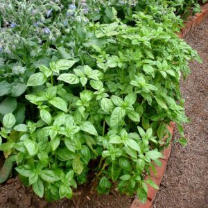 Bonnie Plants Sweet Basil Live Herb Plants - 4 Pack, Warm Season Annual, Italian & Asian Dishes