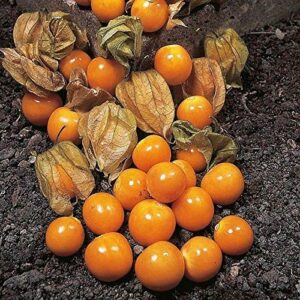 cape gooseberry ground cherry seeds - hundreds of fruit on each plant. (100 - seeds)