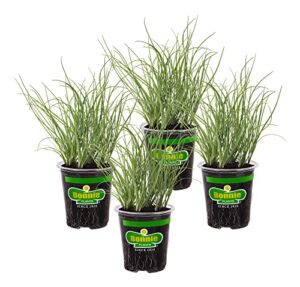 bonnie plants onion chives - 4 pack live plants, perennial in zones 3 - 10, non-gmo, great for salads, soups, potatoes & more