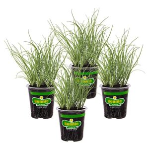 Bonnie Plants Onion Chives - 4 Pack Live Plants, Perennial in Zones 3 - 10, Non-Gmo, Great for Salads, Soups, Potatoes & More