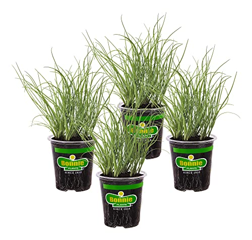 Bonnie Plants Onion Chives - 4 Pack Live Plants, Perennial in Zones 3 - 10, Non-Gmo, Great for Salads, Soups, Potatoes & More