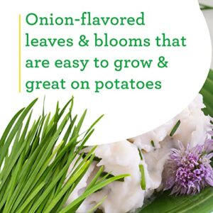 Bonnie Plants Onion Chives - 4 Pack Live Plants, Perennial in Zones 3 - 10, Non-Gmo, Great for Salads, Soups, Potatoes & More