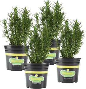 bonnie plants rosemary live edible aromatic herb plant - 4 pack, perennial in zones 8 to 10, great for cooking & grilling, italian & mediterranean dishes, vinegars & oils, breads