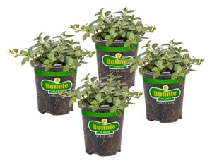 bonnie plants peppermint live edible aromatic herb plant - 4 pack, pet friendly, low light, part shade