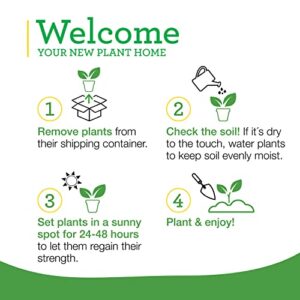 Bonnie Plants Peppermint Live Edible Aromatic Herb Plant - 4 Pack, Pet Friendly, Low Light, Part Shade