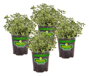 bonnie plants lemon thyme live herb plants - 4 pack, perennial in zones 7 to 9, full sun to part shade