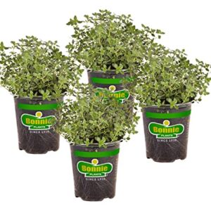Bonnie Plants Lemon Thyme Live Herb Plants - 4 Pack, Perennial In Zones 7 to 9, Full Sun to Part Shade