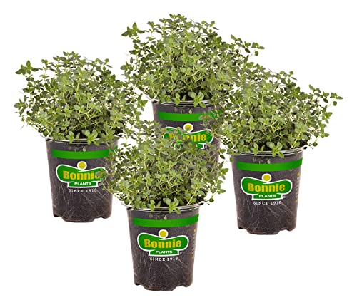 Bonnie Plants Lemon Thyme Live Herb Plants - 4 Pack, Perennial In Zones 7 to 9, Full Sun to Part Shade