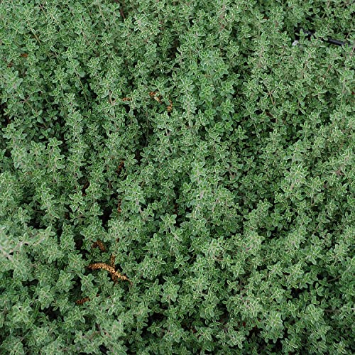 Bonnie Plants Lemon Thyme Live Herb Plants - 4 Pack, Perennial In Zones 7 to 9, Full Sun to Part Shade