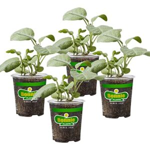 Bonnie Plants Garden Sage Live Herb Plants - 4 Pack, Easy To Grow, Non-GMO, Perennial In Zones 5 to 8, Key Ingredient Of Poultry Seasoning & Turkey Stuffing