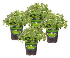 bonnie plants italian oregano live herb plants, perennial in zones 5 to 10, full sun to part shade, 4 pack