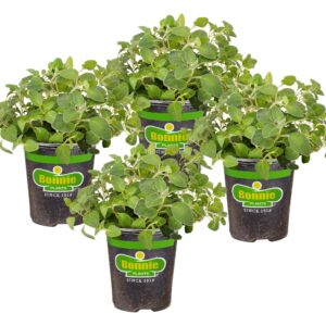 Bonnie Plants Italian Oregano Live Herb Plants, Perennial in Zones 5 to 10, Full Sun to Part Shade, 4 Pack