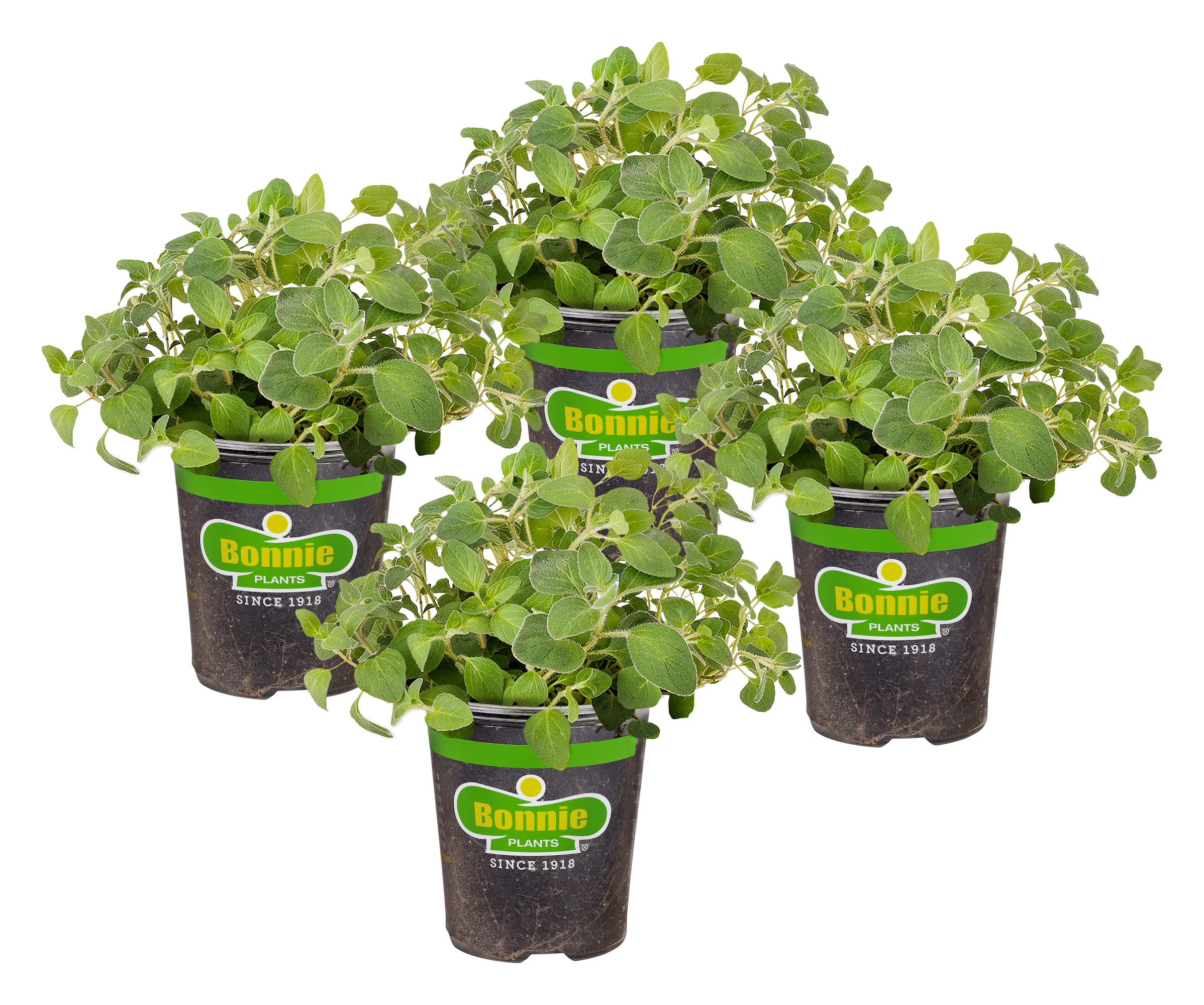 Bonnie Plants Italian Oregano Live Herb Plants, Perennial in Zones 5 to 10, Full Sun to Part Shade, 4 Pack