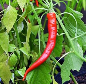 30+ cow horn hot pepper seeds heirloom non-gmo spicy, 10" long, productive! from usa