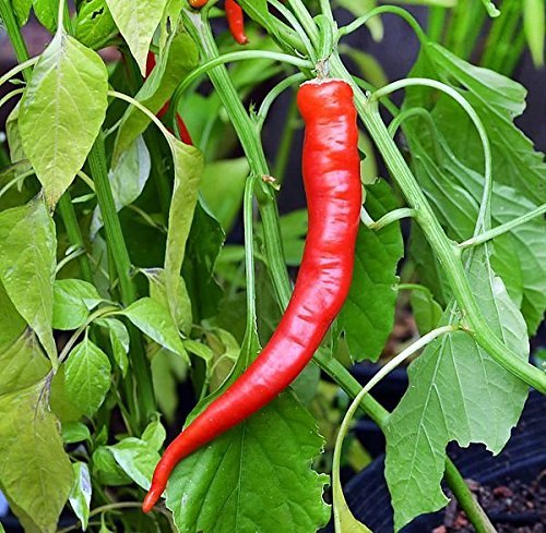 30+ Cow Horn Hot Pepper Seeds Heirloom Non-GMO Spicy, 10" Long, Productive! from USA