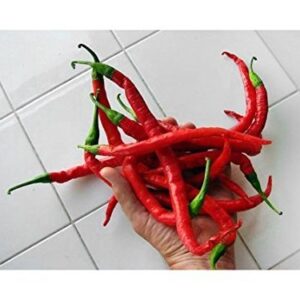 30+ Cow Horn Hot Pepper Seeds Heirloom Non-GMO Spicy, 10" Long, Productive! from USA