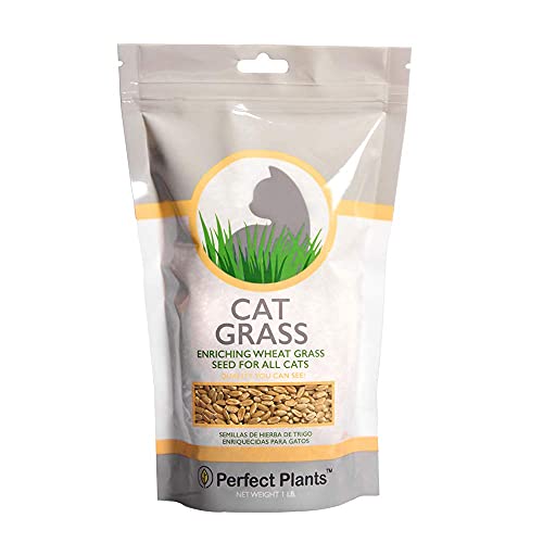 Cat Grass Seeds by Perfect Plants - 1lb. Bag - Guaranteed to Grow Non-GMO Wheat Grass Seed