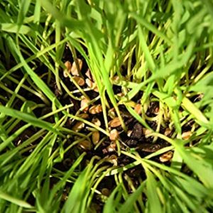 Cat Grass Seeds by Perfect Plants - 1lb. Bag - Guaranteed to Grow Non-GMO Wheat Grass Seed