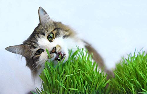 Cat Grass Seeds by Perfect Plants - 1lb. Bag - Guaranteed to Grow Non-GMO Wheat Grass Seed