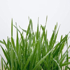 Cat Grass Seeds by Perfect Plants - 1lb. Bag - Guaranteed to Grow Non-GMO Wheat Grass Seed