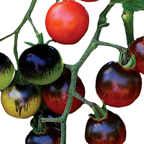 Park Seed Midnight Snack Hybrid Award Winning Antioxidant Pack of Seedsed Tomato Seeds, Pack of 10 Seeds