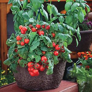 park seed red robin tomato seeds fast-growing perfect for patio growing, pack of 30 seeds