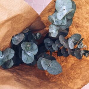 Park Seed Eucalyptus Seeds, Silver Dollar Plant, 50 Seeds per Pack